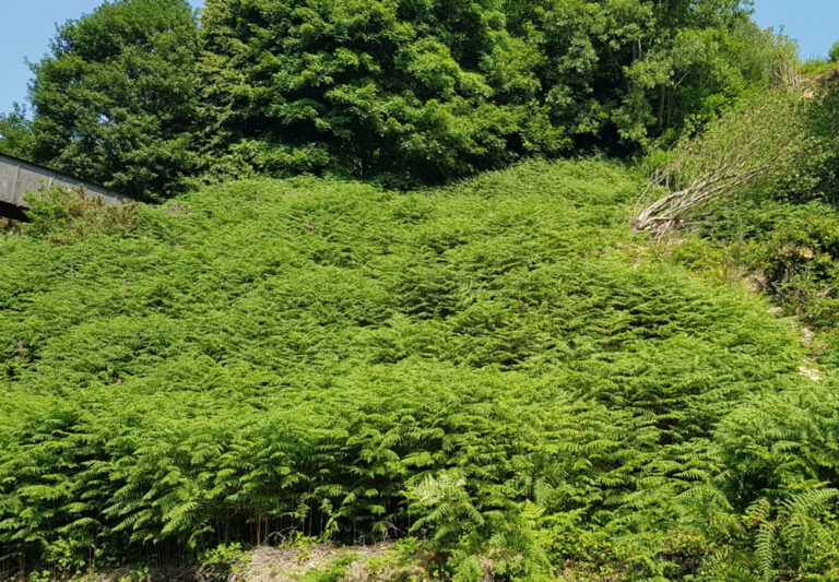 Vegetation at Porth Landslide Barrier