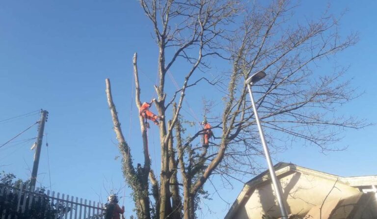 Dringwyr coed coedyddiaeth Griffiths yn torri coed yn rhannol ger Platfform Gorsaf Arberth. 